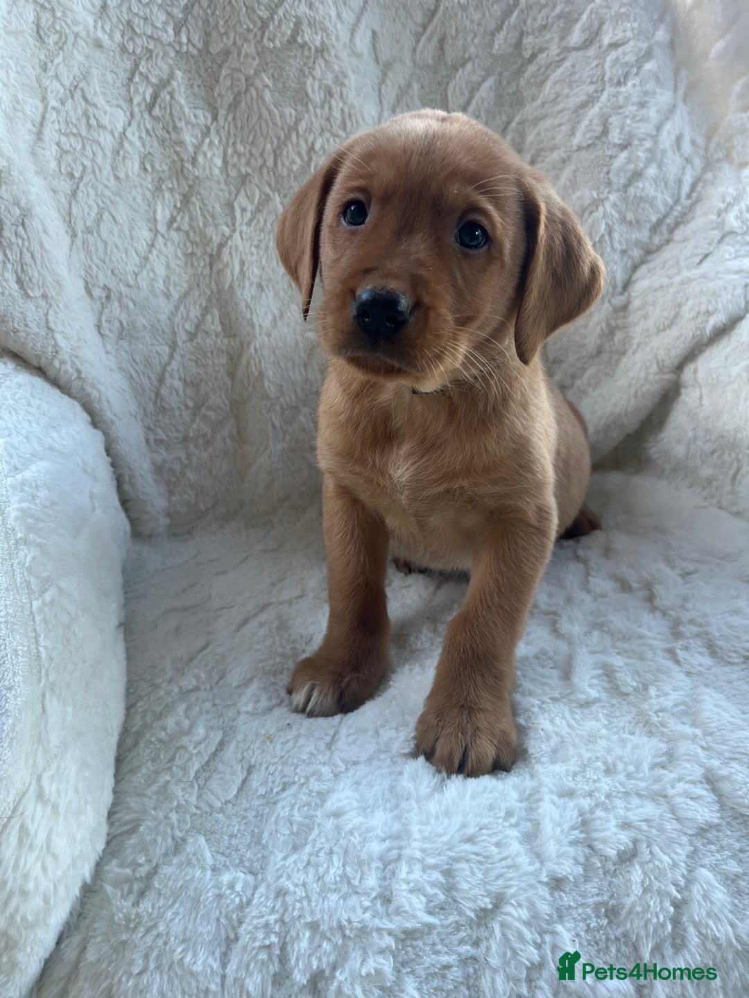 Labrador Retriever dogs for sale: KC Registered Fox Red Labrador puppies - Advert 3