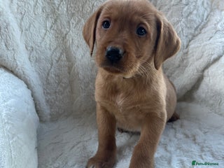 Labrador Retriever dogs KC Registered Fox Red Labrador puppies - Advert 17