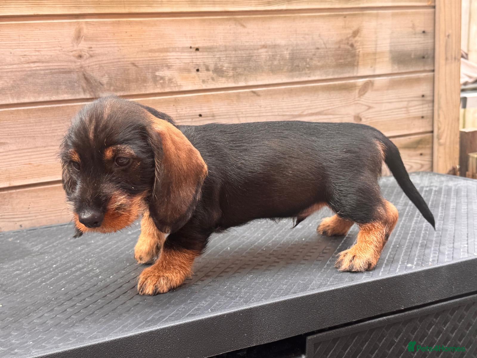 Dachshund dogs Dachshund Wire-haired kc teckel Puppys  - Advert 18