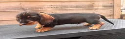 Dachshund dogs for sale: READY To LEAVE dachshund  k c wire haired puppy’s  - Advert 12