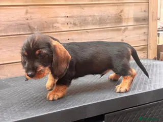 Dachshund dogs Dachshund Wire-haired kc teckel READY To LEAVE - Advert 4