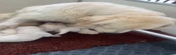 Golden Retriever dogs for sale: Little Polar Bear Puppies - Advert 5