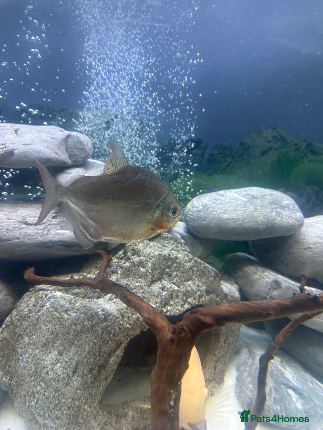 Other/Mixed Breed fish for sale: 3 large silver dollars and 1 syndontis catfish  - Advert 2
