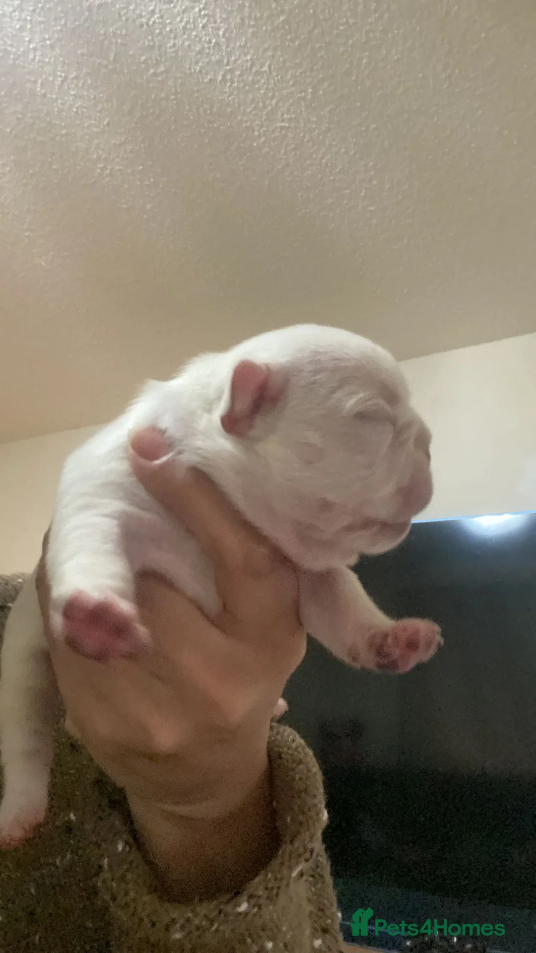 French Bulldog dogs for stud: 🦍SHORTTY🦍 SPECIAL OFFER WON'T GET CHEAPER 🔥🔥 in Northampton - Advert 15