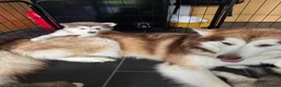 Alaskan Malamute dogs for sale: Alaskian malamute puppies  - Advert 3