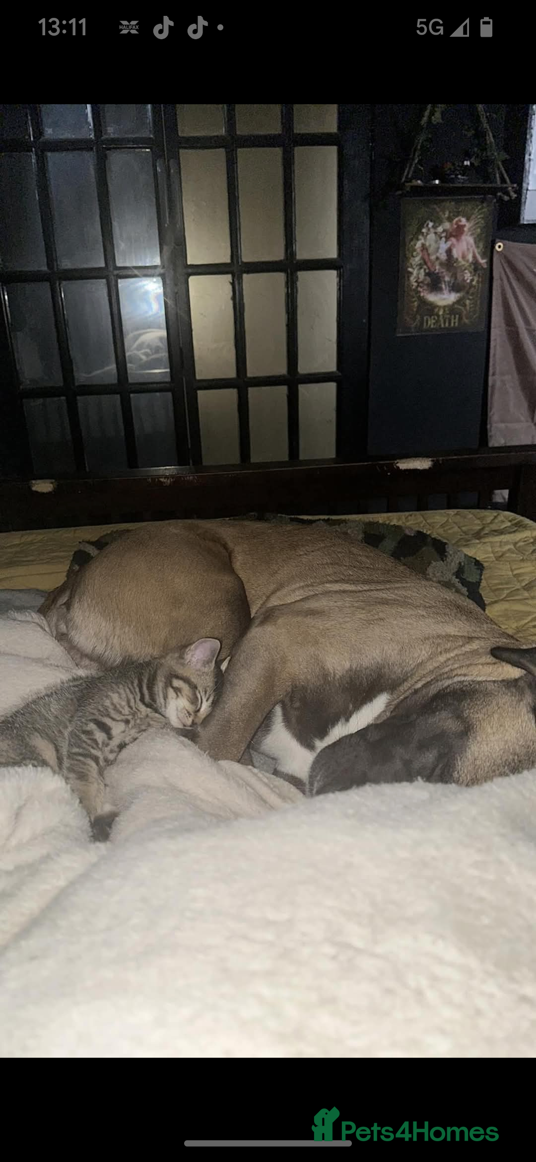 Mixed Breed dogs for sale: Cane corso/akita - Image 7