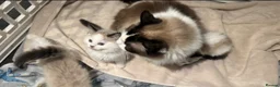 Ragdoll cats for sale: 6 GCCF ragdoll kittens  in Glasgow - Advert 11