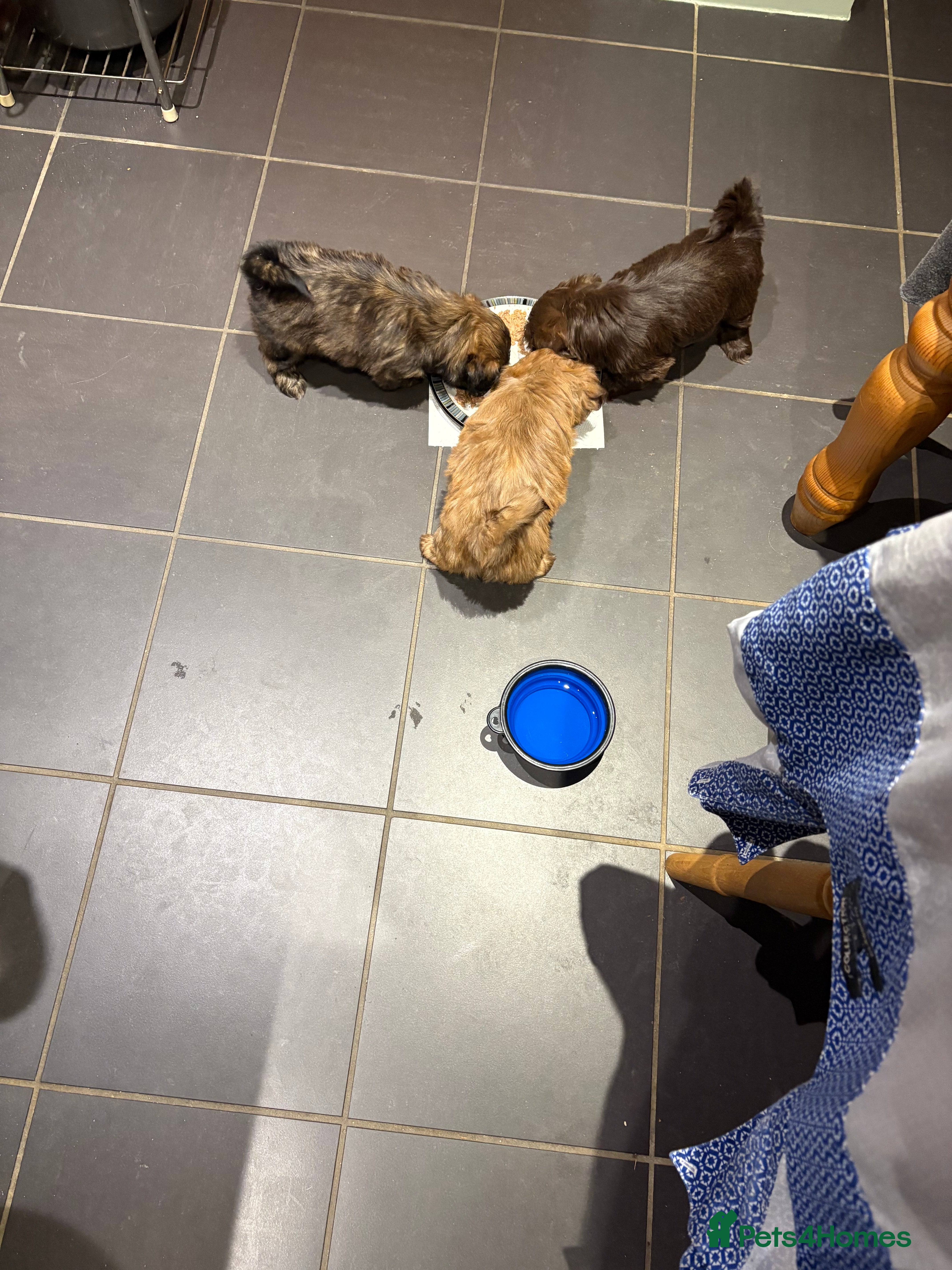 Shih Tzu dogs Karashishi shih tzu - Advert 2