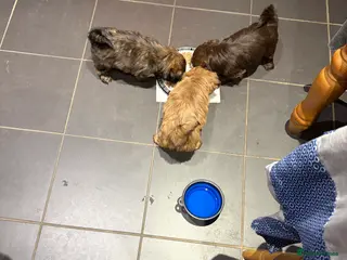 Shih Tzu dogs Karashishi shih tzu - Advert 2