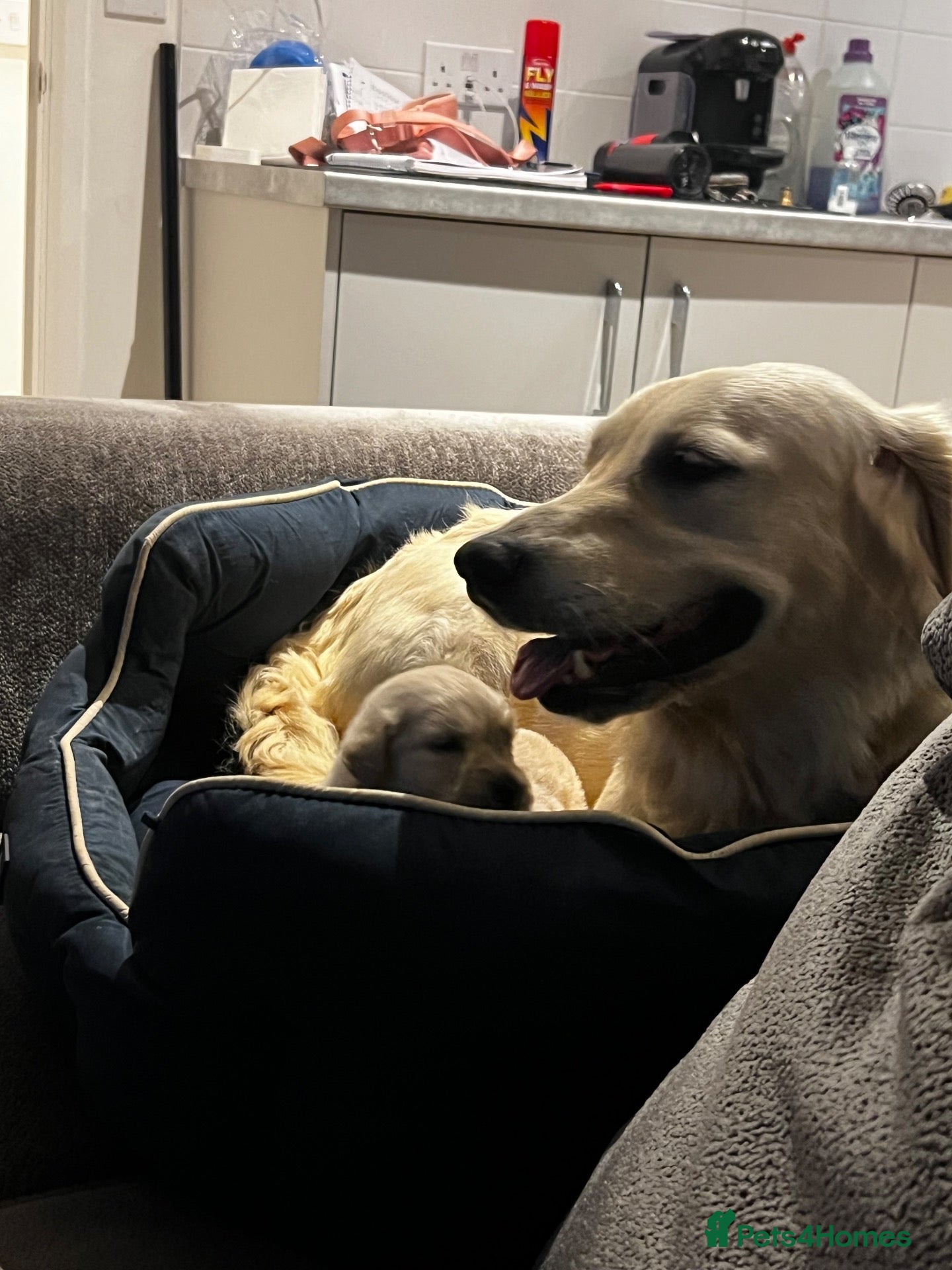 Golden Retriever dogs Stunning Golden retriever puppy’s - Advert 3