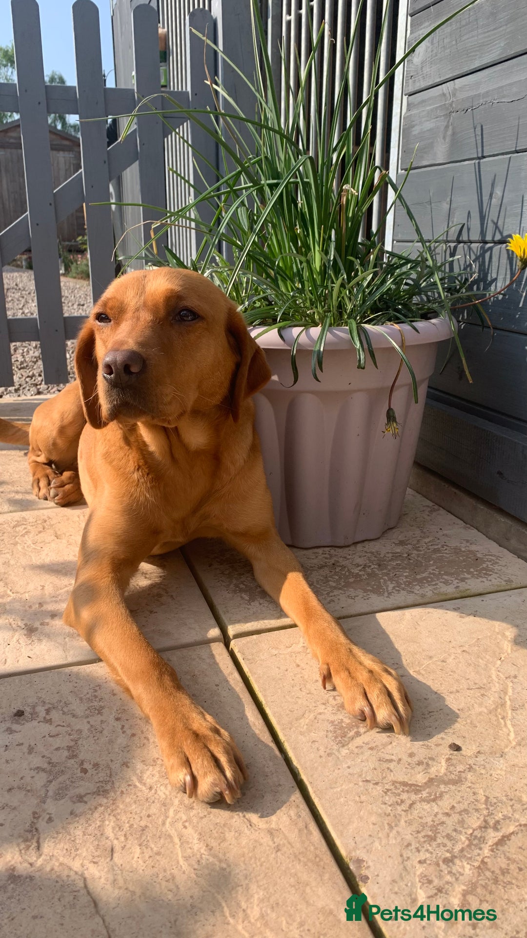 Labrador Retriever dogs for sale: KC Registered Labrador Retriever Bitch Puppy✨ - Advert 7