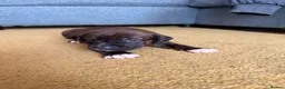 Staffordshire Bull Terrier dogs for sale: Blue American staffies - Advert 7
