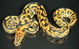 Python Snake reptiles for sale: Royal pythons/ball pythons  - Image 27
