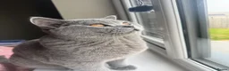 British Shorthair cats for sale: Excitable British Shorthair Young  - Advert 2
