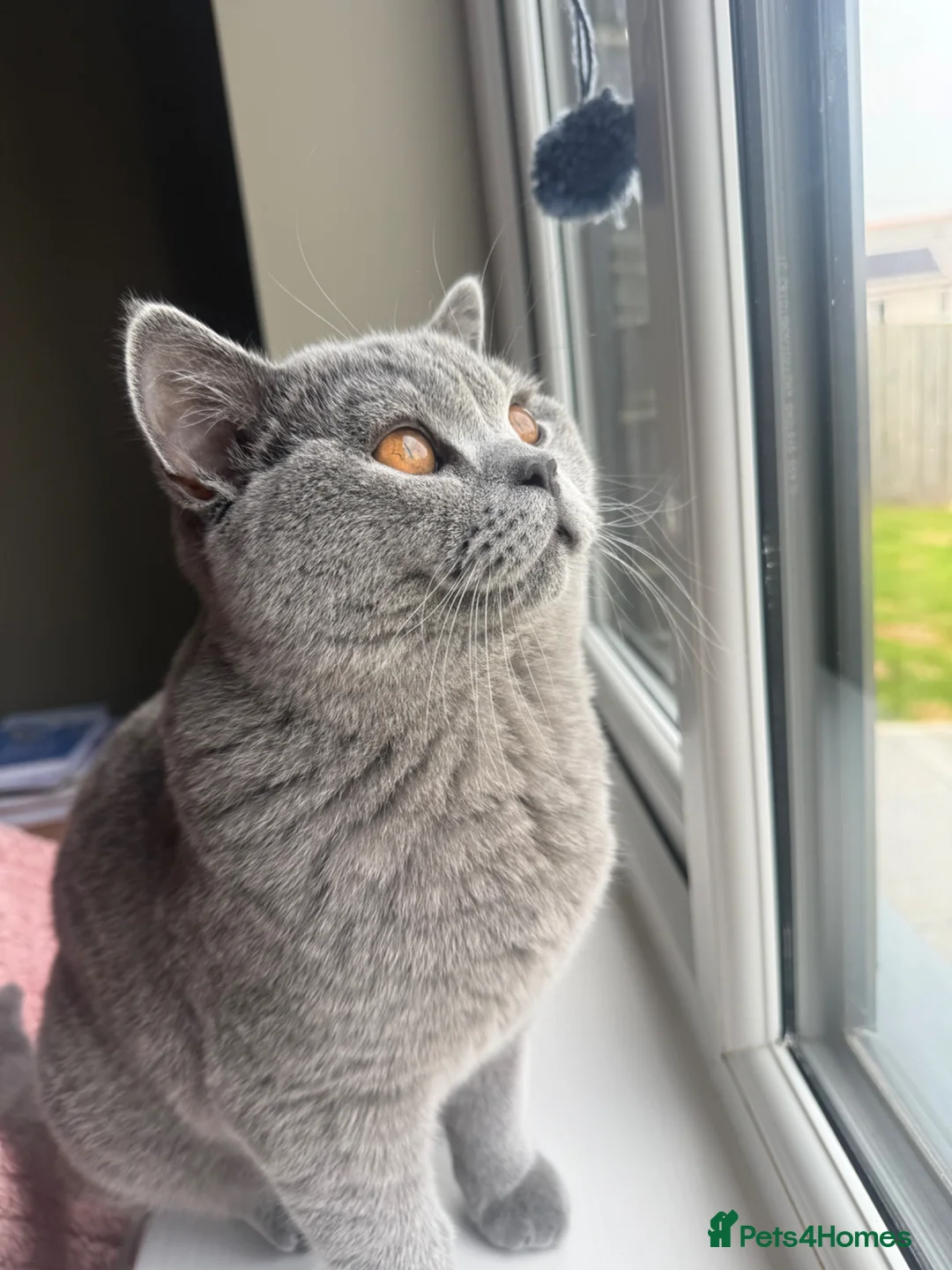 British Shorthair cats for sale: Excitable British Shorthair Young  - Advert 2