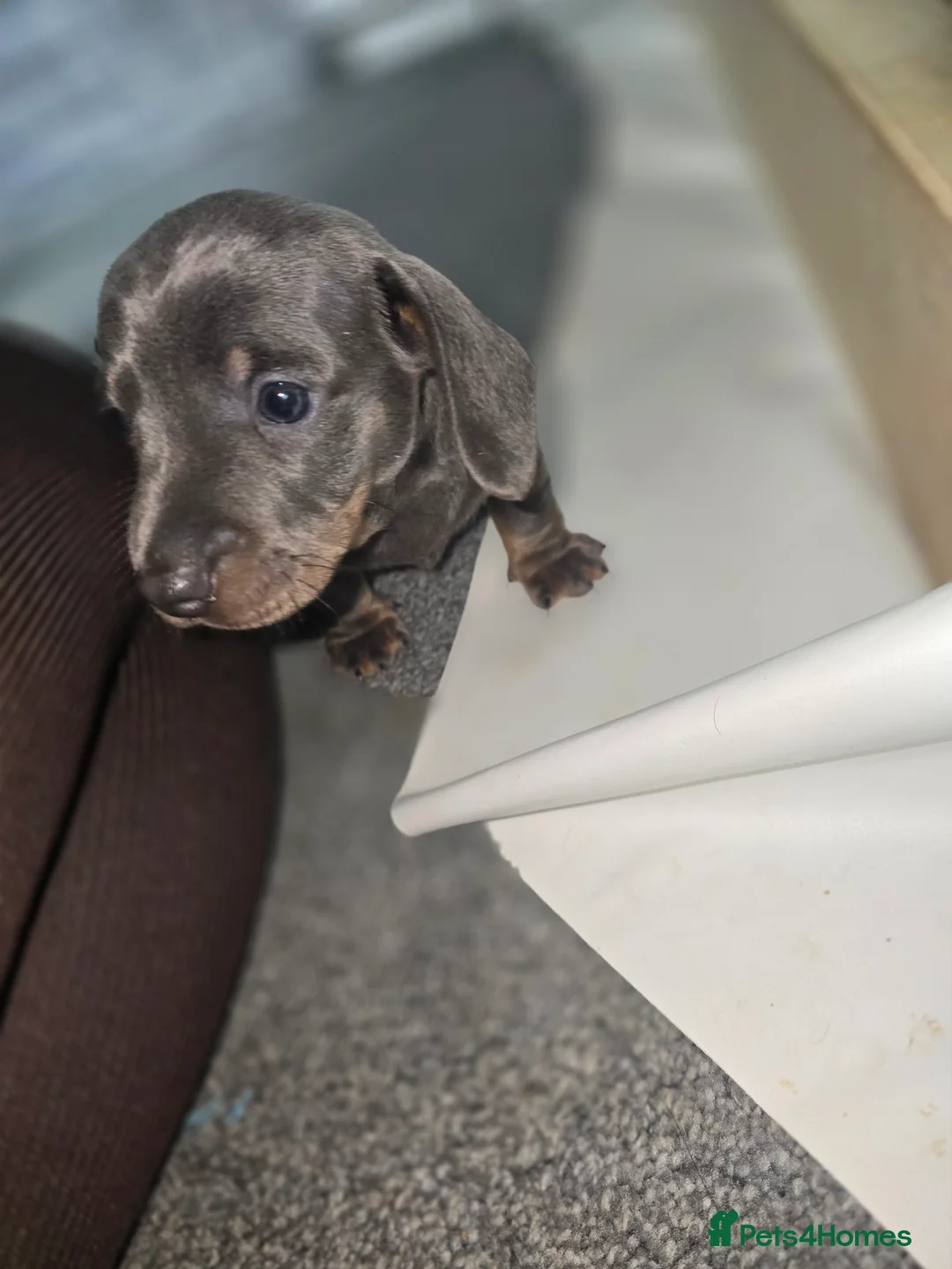 Miniature Dachshund dogs for sale:  Miniature Dachshund boys  - Advert 8