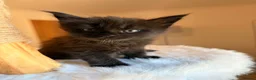Maine Coon cats for sale: Now 2 TICA Registered Mainecoon kittens  - Advert 10