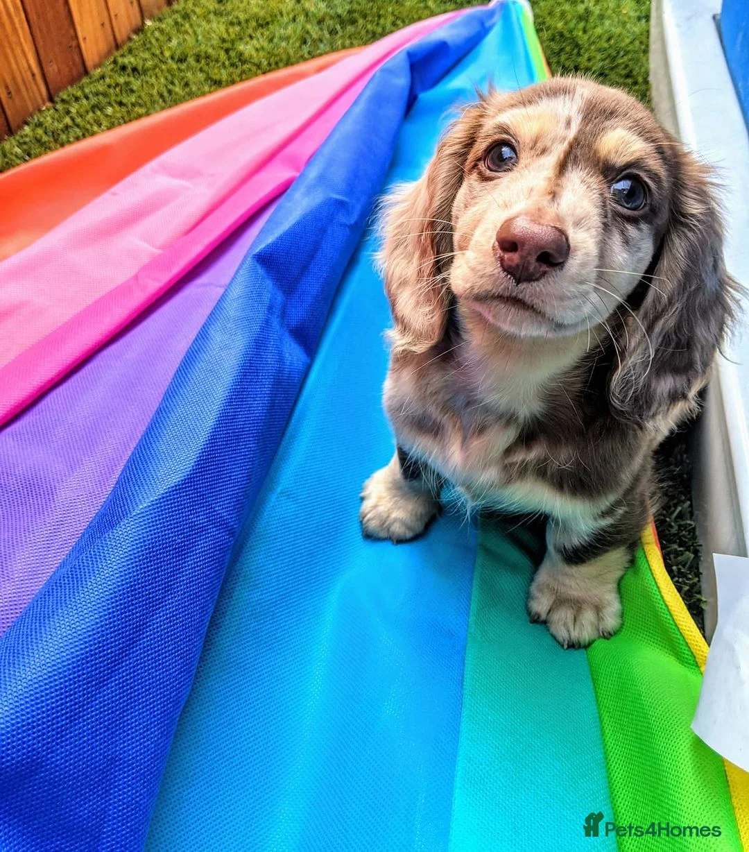 Dachshund dogs for sale: Sweet Dachshund Puppies Ready for Loving Homes ❤️ - Advert 2