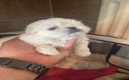 Pekingese dogs for sale: Pekingese puppy (3 girls and 3 boys left) - Image 6