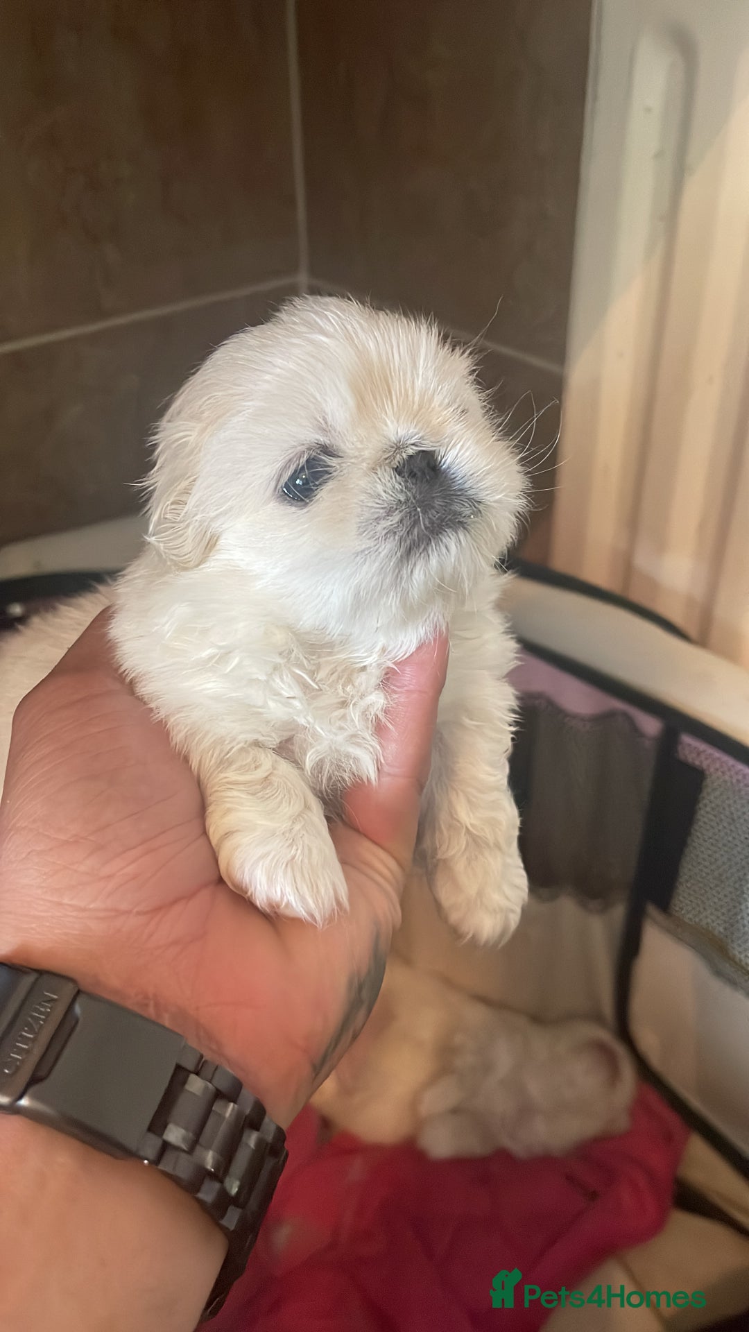 Pekingese dogs for sale: Pekingese puppy (3 girls and 3 boys left) - Image 6