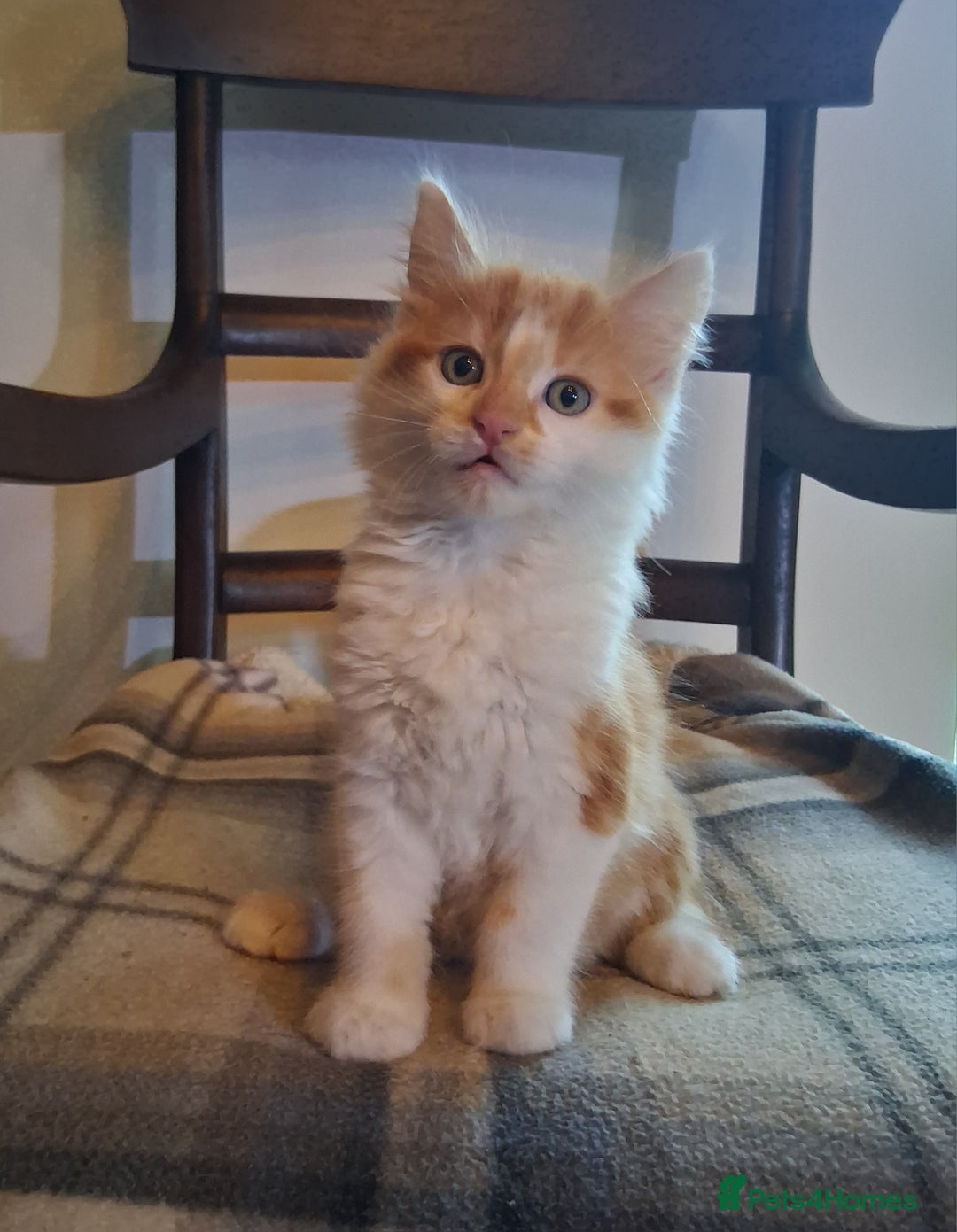 Mixed Breed cats for sale: Gorgeous Chunky Kittens  - Image 8