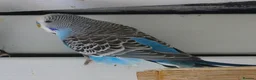 Budgerigars birds for sale: Exhibition Budgies - Advert 4