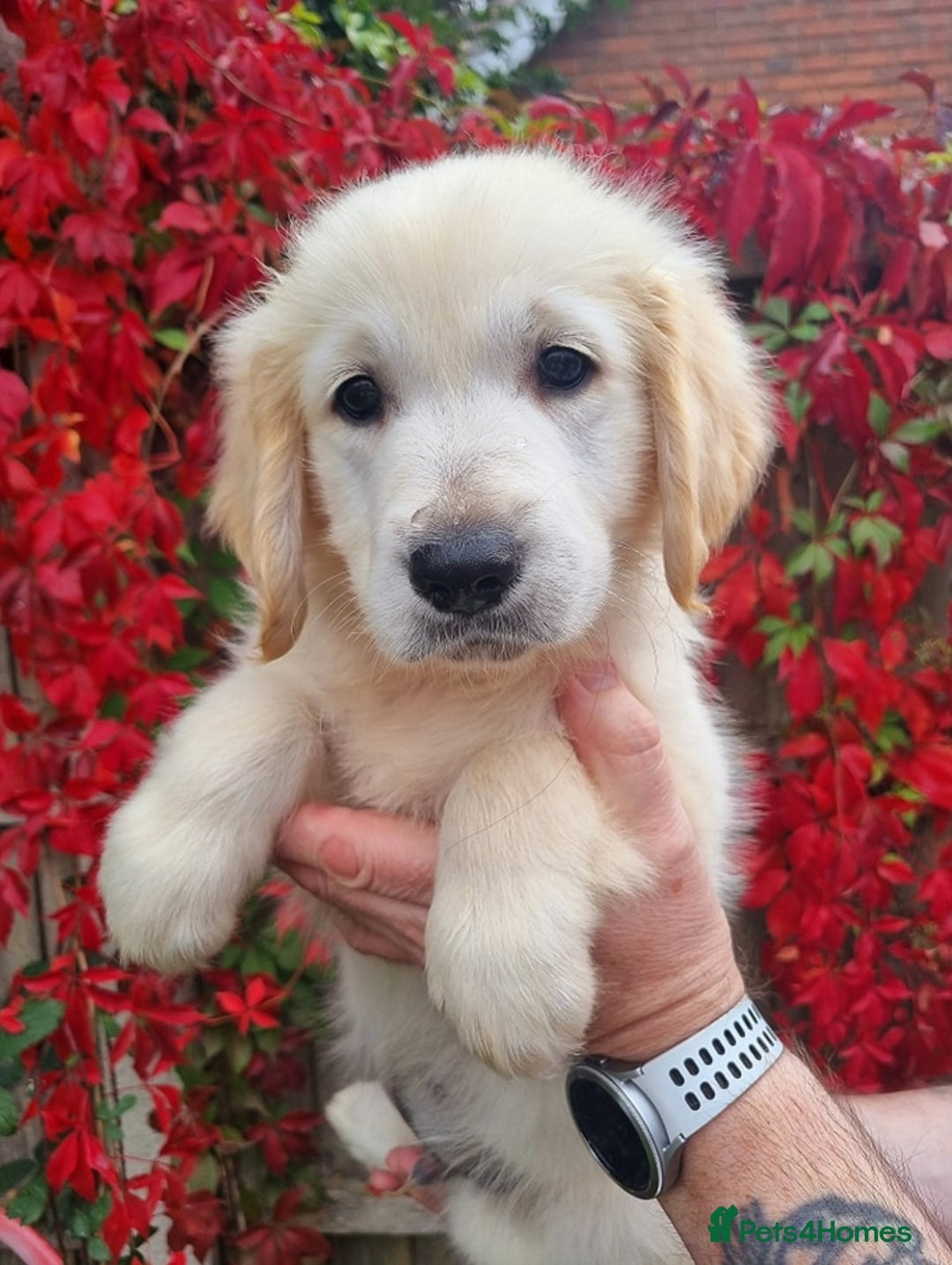 Golden Retriever dogs for stud: Proven KC Golden Stud - Image 5