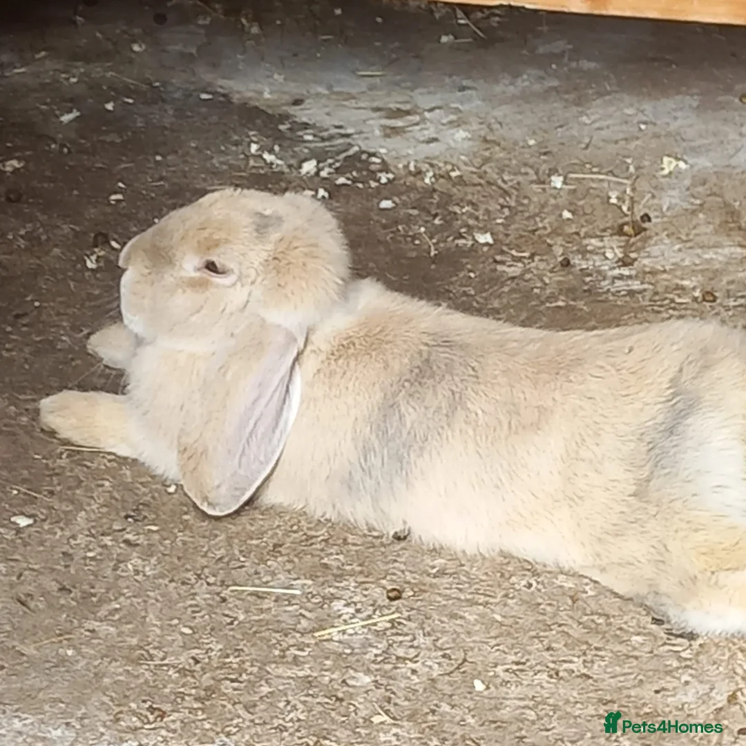 French Lop rabbits for sale: Two french lops bonded  - Advert 2