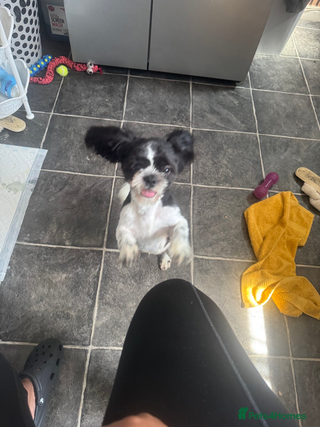 Shih Tzu dogs for sale: Male pup  - Image 2