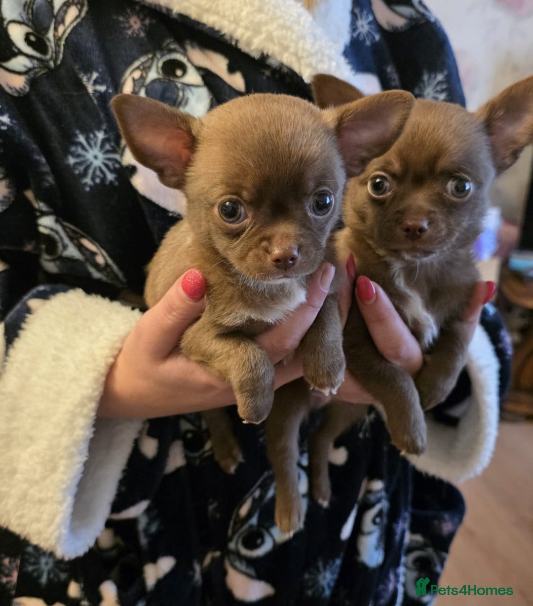 Chihuahua dogs for sale: Stunning Chocolate Chihuahua Puppies 🐶 - Image 5