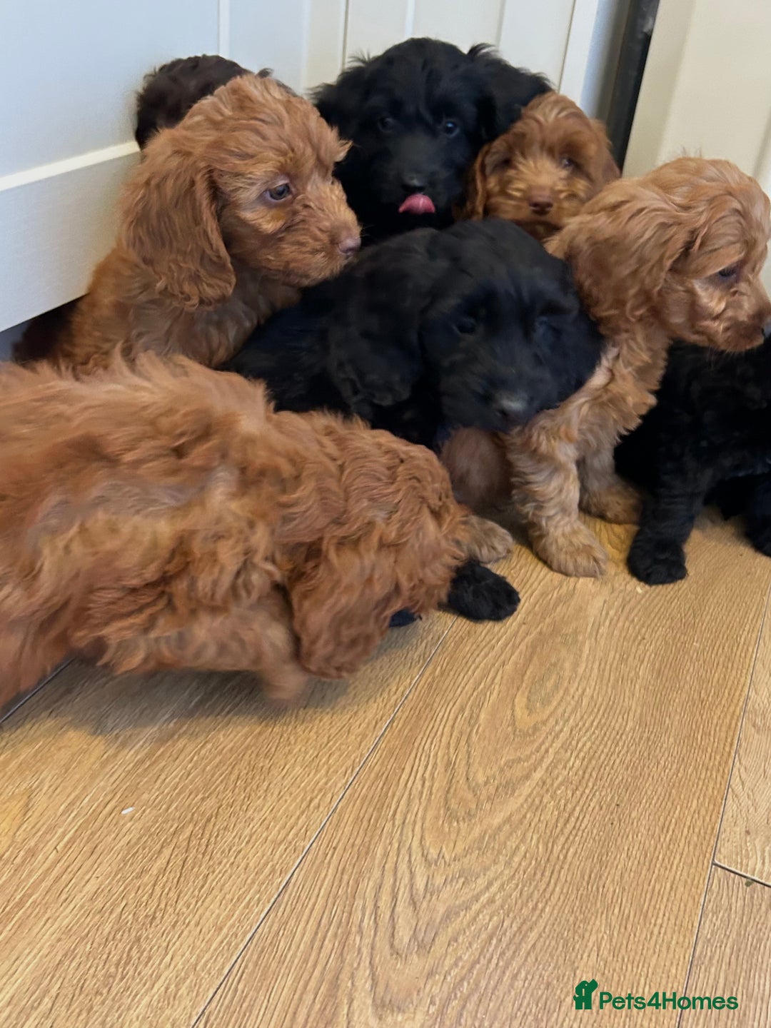 Cockapoo dogs for sale: Beautiful miniature Teddybear Cockapoo  puppies  - Image 39