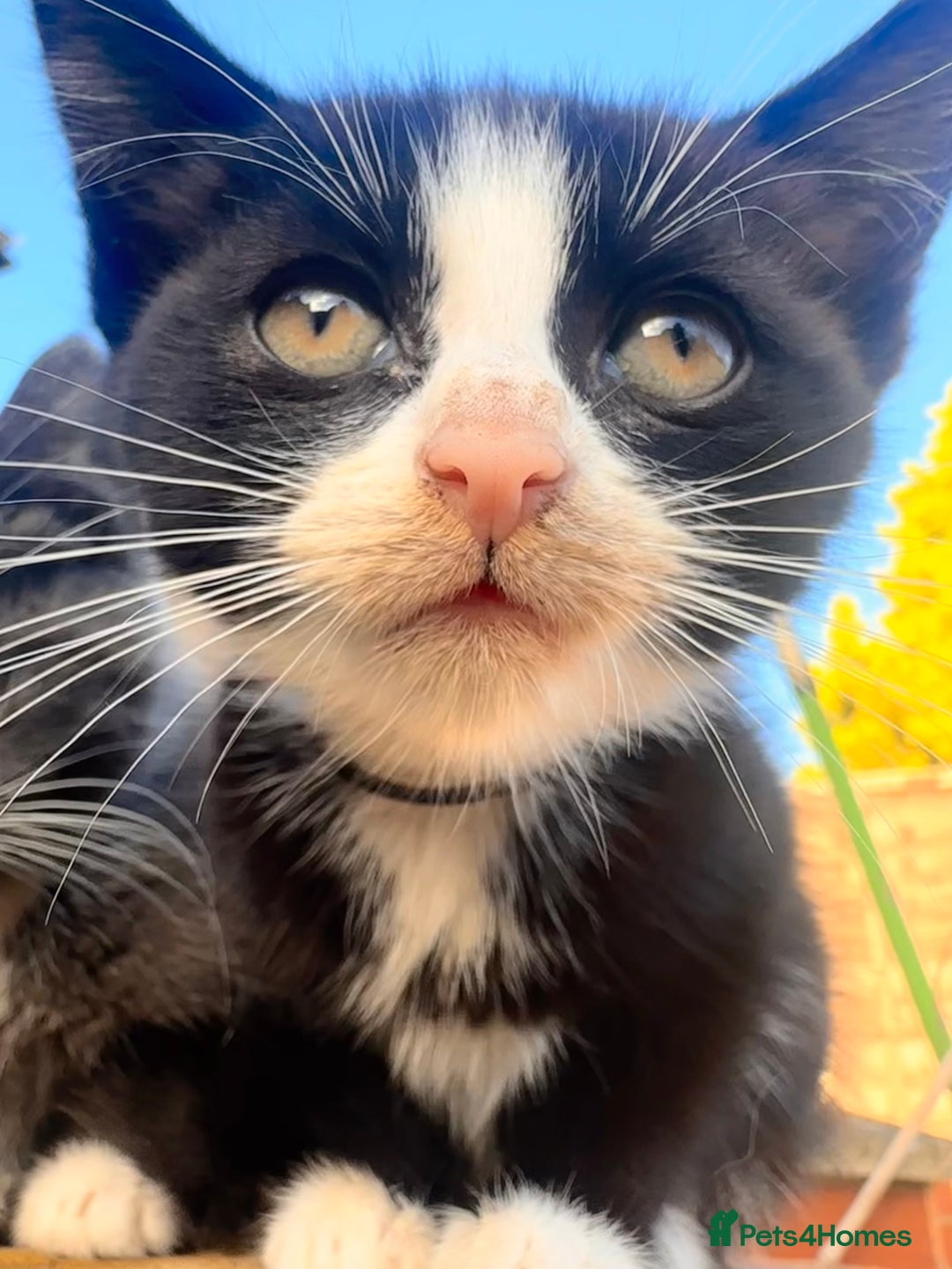 Mixed Breed cats for sale: Hybrid-Breed Kittens Available – Raised With Love - Advert 13