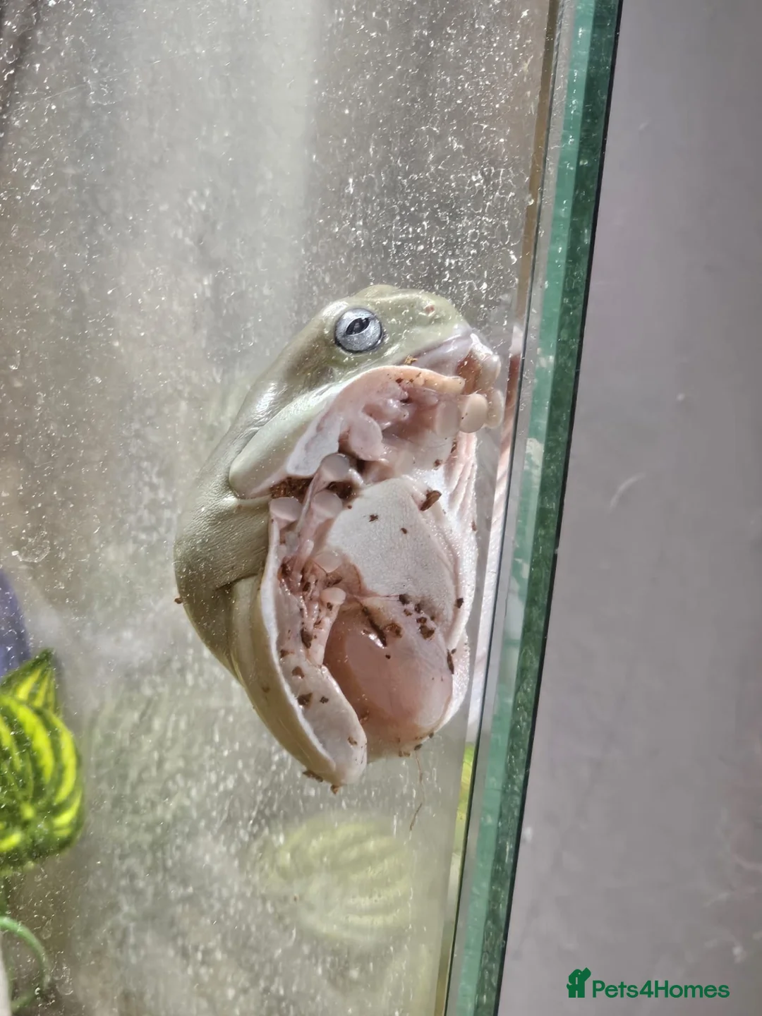 Frog reptiles for sale: Blue eyed whites tree frog  in Pontefract - Advert 2
