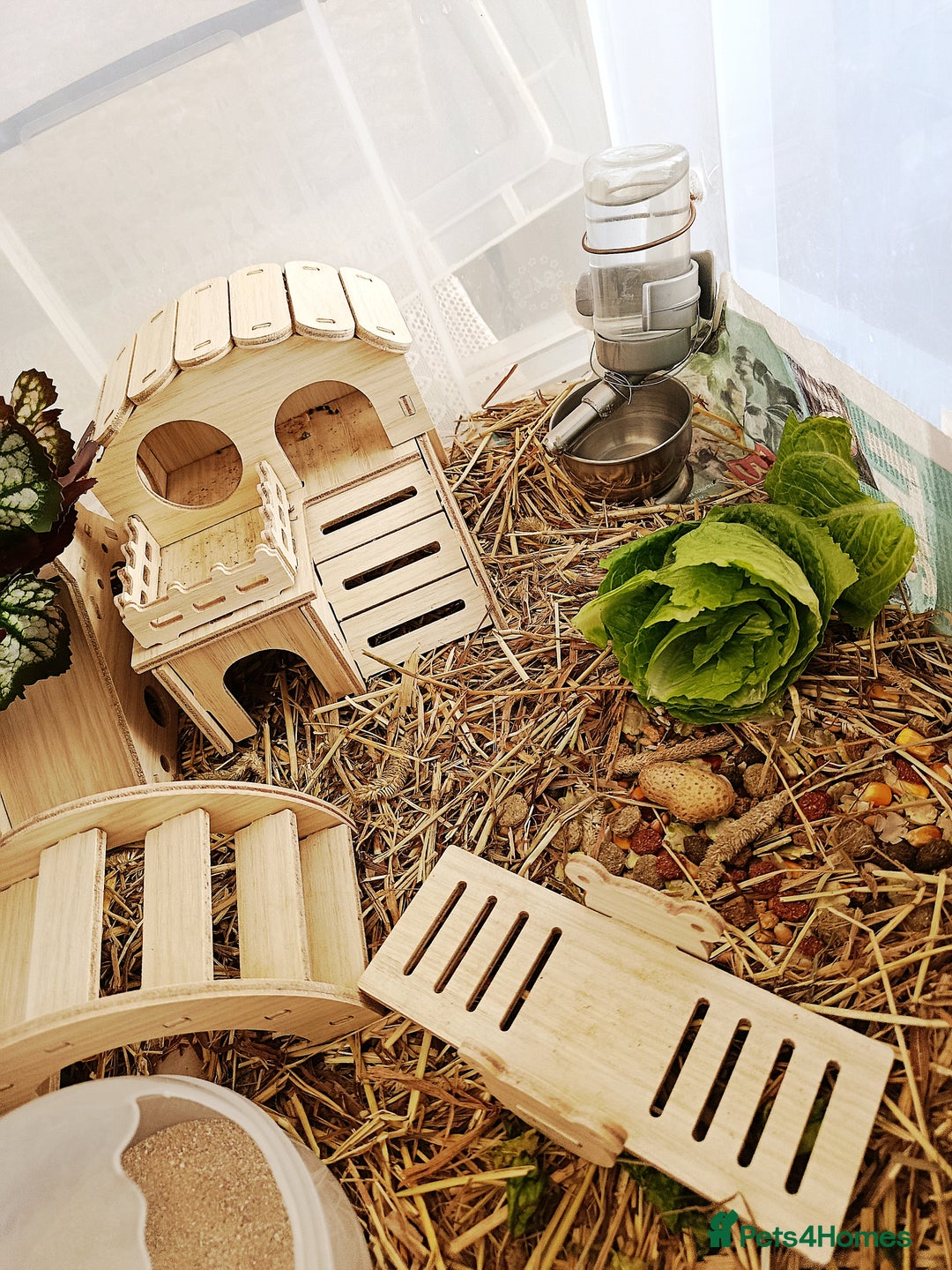 Hamster rodents for sale: ✨🐹 Tiny Star Roborovski Hamster Boy! - Advert 3