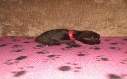 Mixed Breed dogs for sale: Snorkie pups - Image 16