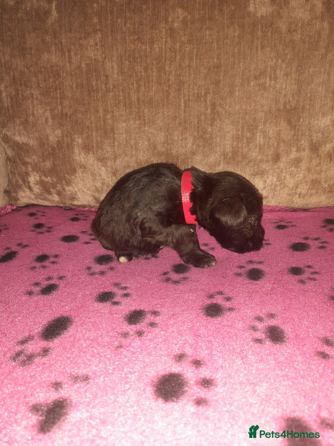 Mixed Breed dogs for sale: Snorkie pups - Image 16