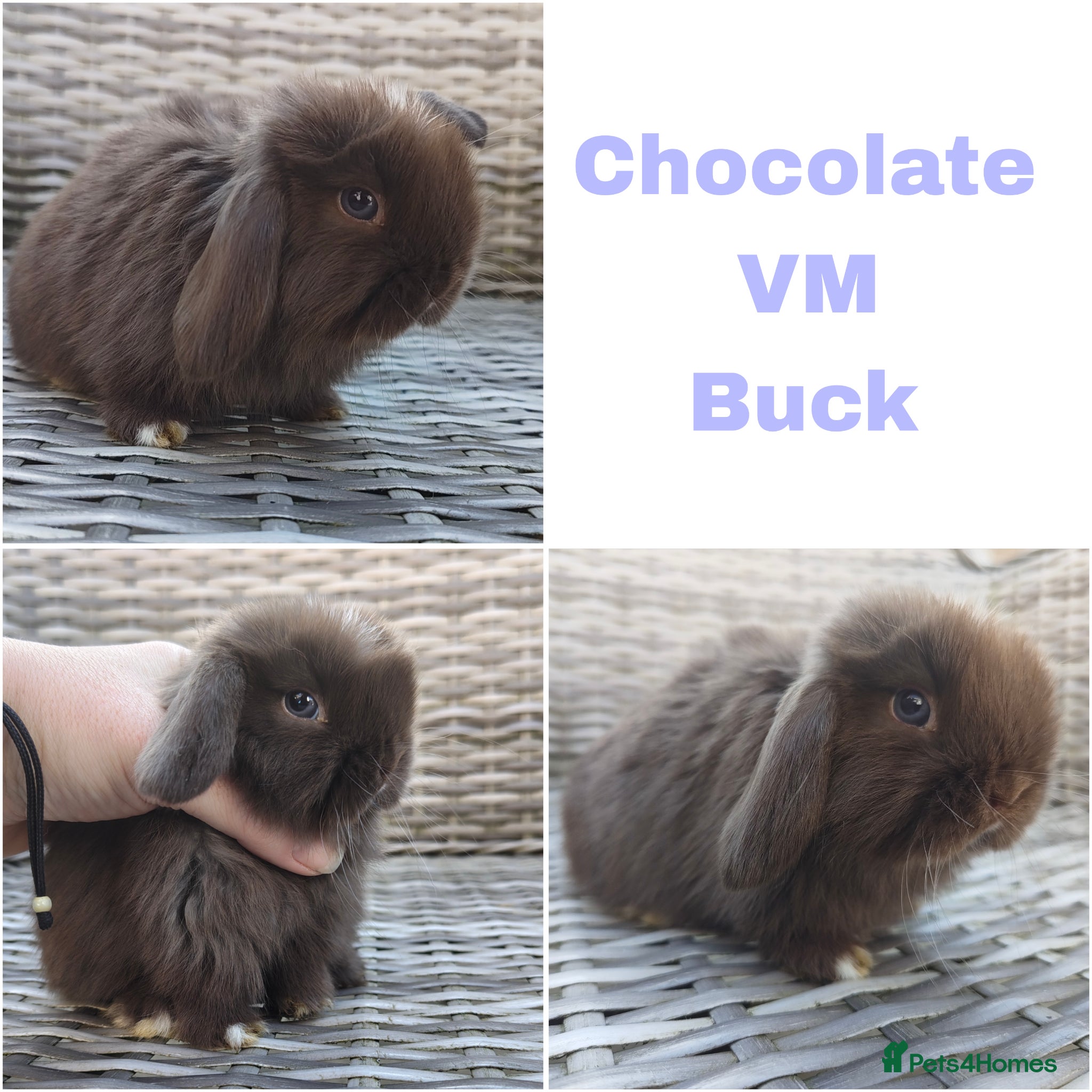 Mini Lop rabbits Stunning mini lops available for reserve  - Advert 7