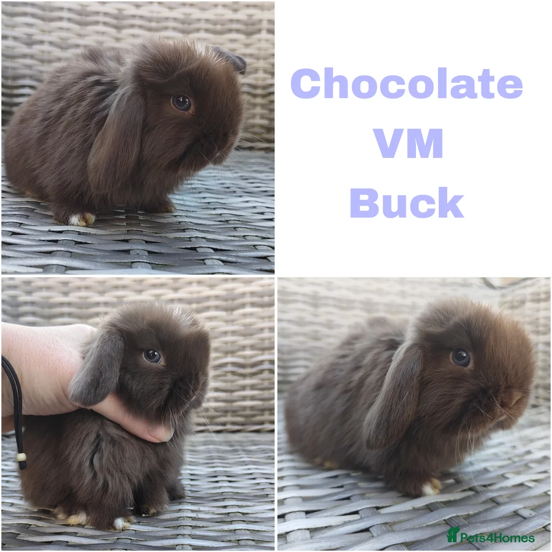 Mini Lop rabbits for sale: Stunning mini lops available for reserve  - Advert 2