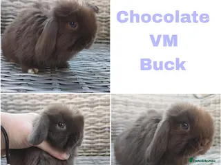 Mini Lop rabbits Stunning mini lops available for reserve - Advert 7
