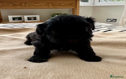 Shih Tzu dogs for sale: Beautiful Female Shih Tzu Puppy - ready 10/10 🖤 - Image 5