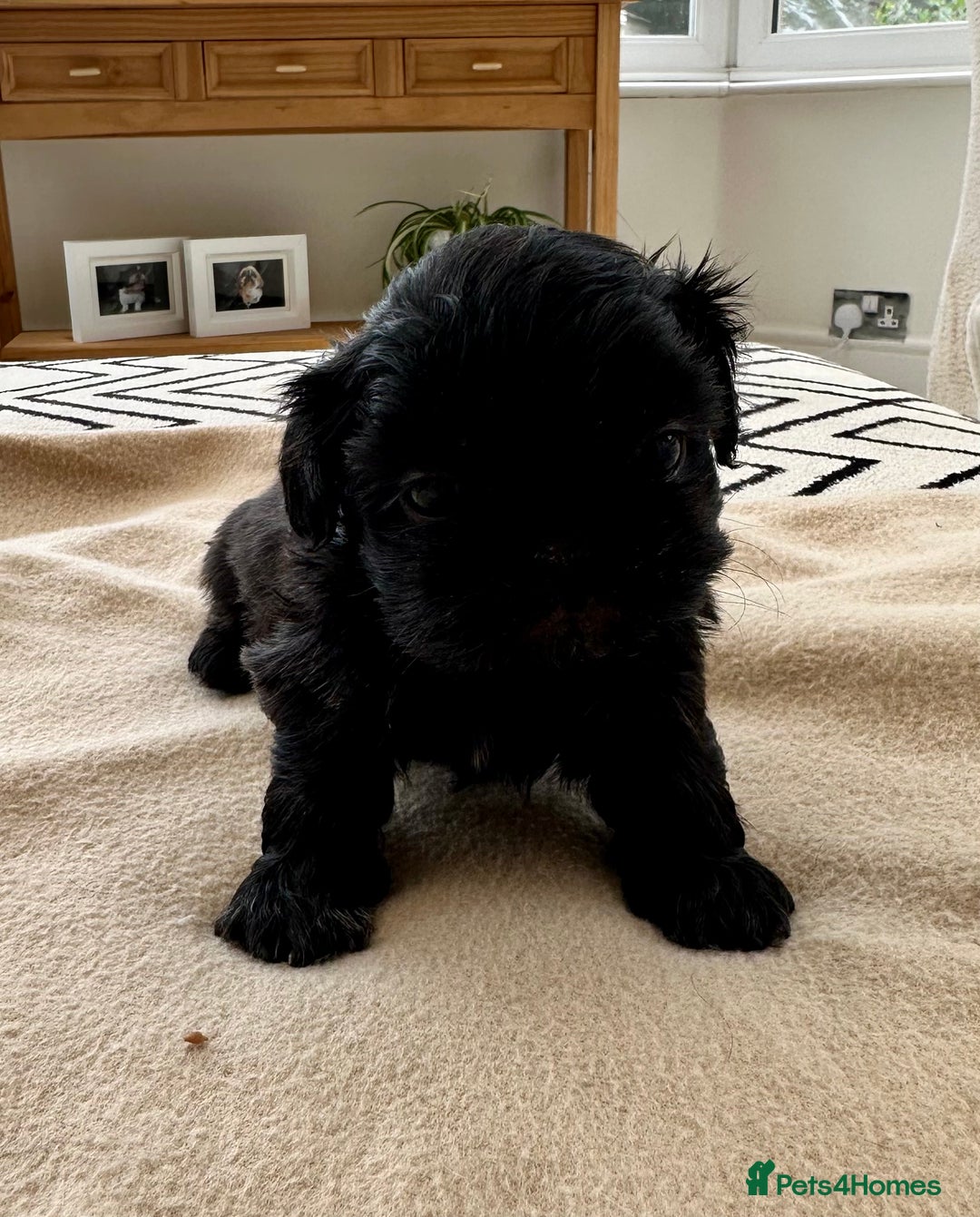 Shih Tzu dogs for sale: Beautiful Female Shih Tzu Puppy - ready 10/10 🖤 - Image 5