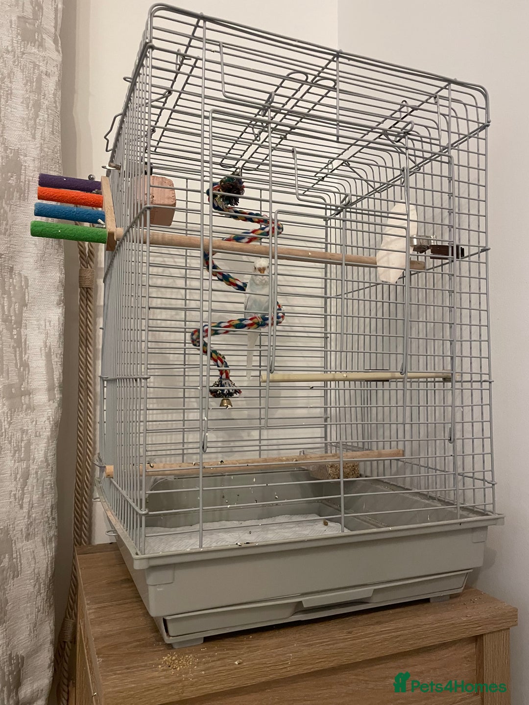 Budgerigars birds for sale: Budgie & Cage – Loving Home Wanted 🤍 - Advert 4