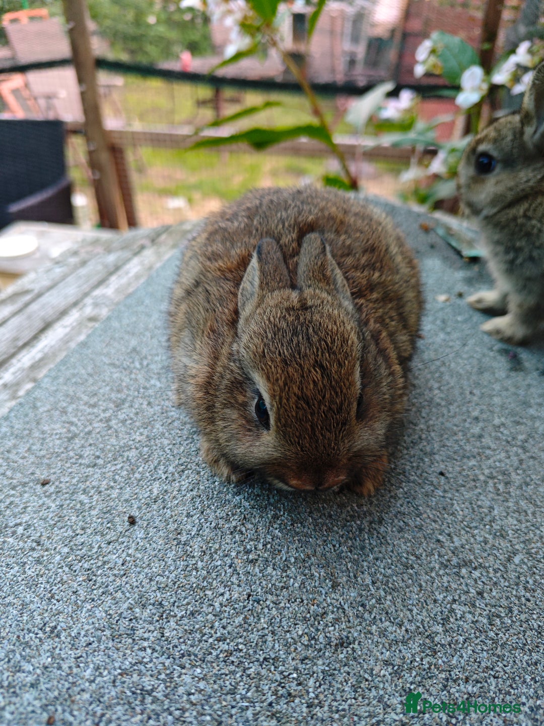Netherland Dwarf rabbits for sale: Netherland dwarf  - Image 10