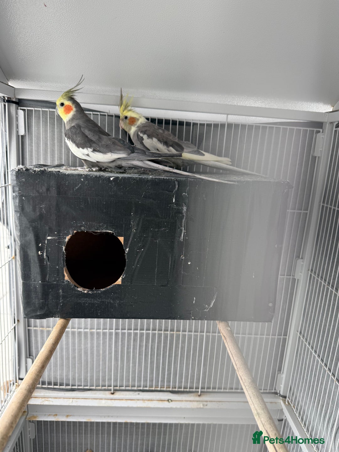 Cockatiels birds for sale: Cocktail for sale - Image 5