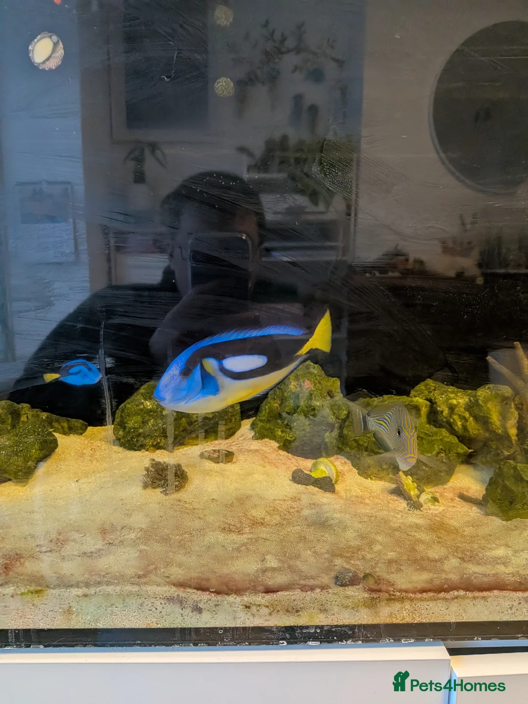 Catfish fish for sale: Sea Walter fishes for sale - Advert 1