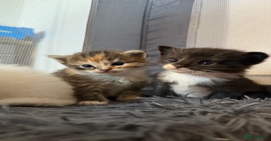 Ragdoll cats - Advert 5