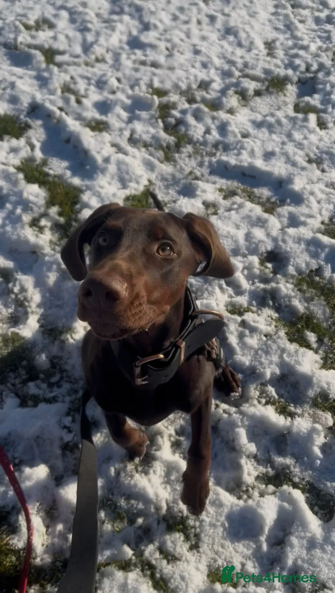 Mixed Breed dogs for sale: Doberman/visla - Advert 2