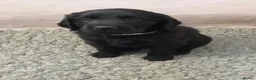 Flat coated Retriever dogs for sale: Ready now! Flat coated x Golden retriever pups. - Advert 23