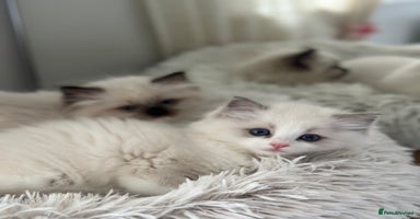 Ragdoll cats - Advert 16