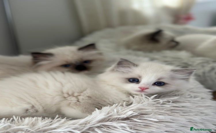 Ragdoll cats - Advert 7
